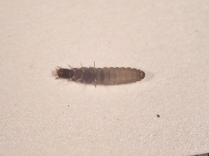  ( - SV-M-448)  @11 [ ] CreativeCommons  Attribution Non-Commercial Share-Alike (2025) Jen Bayer Silicon Valley Barcode of Life