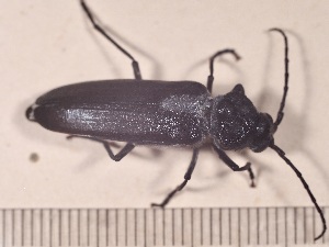  ( - SV-M-489)  @11 [ ] CreativeCommons  Attribution Non-Commercial Share-Alike (2025) Jen Bayer Silicon Valley Barcode of Life