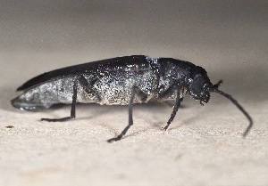  ( - SV-M-489)  @11 [ ] CreativeCommons  Attribution Non-Commercial Share-Alike (2025) Jen Bayer Silicon Valley Barcode of Life