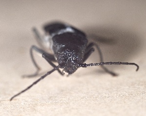  ( - SV-M-489)  @11 [ ] CreativeCommons  Attribution Non-Commercial Share-Alike (2025) Jen Bayer Silicon Valley Barcode of Life