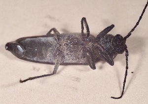  ( - SV-M-489)  @11 [ ] CreativeCommons  Attribution Non-Commercial Share-Alike (2025) Jen Bayer Silicon Valley Barcode of Life