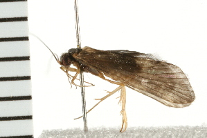  ( - 08MBCAD-0140)  @13 [ ] CreativeCommons - Attribution (2008) CBG Photography Group Centre for Biodiversity Genomics