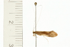  ( - 08MBCAD-0072)  @13 [ ] CreativeCommons - Attribution (2008) CBG Photography Group Centre for Biodiversity Genomics