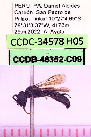  (Andinopanurgus amyae - CCDB-48352-C09)  @11 [ ] CreativeCommons  Attribution Share-Alike (2024) Laurence Packer York University