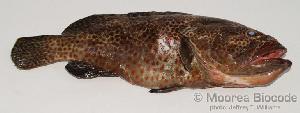  (Epinephelus tauvina - MBIO212.4)  @13 [ ] Unspecified (default): All Rights Reserved  Unspecified Unspecified