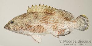 ( - MBIO324.4)  @13 [ ] Unspecified (default): All Rights Reserved  Unspecified Unspecified