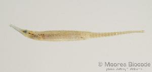  (Choeroichthys brachysoma - MBIO343.4)  @13 [ ] Unspecified (default): All Rights Reserved  Unspecified Unspecified