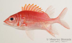  ( - MBIO609.4)  @13 [ ] Unspecified (default): All Rights Reserved  Unspecified Unspecified