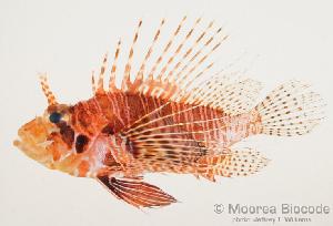  (Pterois mombasae - MBIO662.4)  @14 [ ] Unspecified (default): All Rights Reserved  Unspecified Unspecified