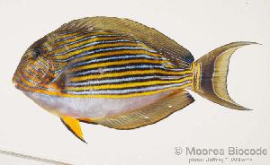  (Acanthurus lineatus - MBIO919.4)  @14 [ ] Unspecified (default): All Rights Reserved  Unspecified Unspecified