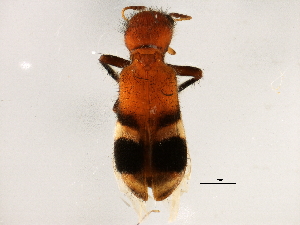  ( - BIOUG08803-C10)  @13 [ ] CreativeCommons - Attribution (2014) CBG Photography Group Centre for Biodiversity Genomics