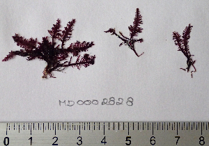  (Gelidium latifolium - MD0002828)  @11 [ ] CreativeCommons - Attribution Non-Commercial Share-Alike (2014) Unspecified CIBIO Azores