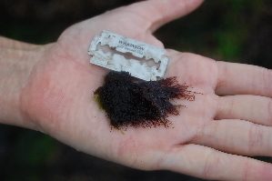  (Centroceras sp. 1MP - MD0002870)  @11 [ ] CreativeCommons - Attribution Non-Commercial Share-Alike (2014) Unspecified CIBIO Azores