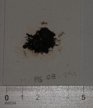  (Ceramium strictum - PG08391)  @11 [ ] CreativeCommons - Attribution Non-Commercial Share-Alike (2014) Unspecified CIBIO Azores