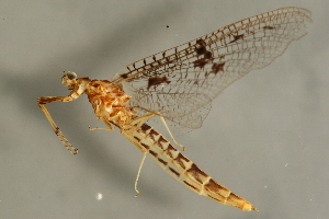  ( - 08MBMAY-0013)  @13 [ ] CreativeCommons - Attribution (2009) CBG Photography Group Centre for Biodiversity Genomics