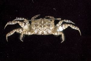  (Macrophthalmidae - MBIO2333.1)  @14 [ ] Unspecified (default): All Rights Reserved  Unspecified Unspecified