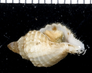  (Cymatium sp - MBIO2316.1)  @11 [ ] Unspecified (default): All Rights Reserved  Unspecified Unspecified