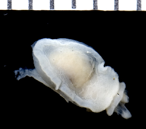  (Berthellina - MBIO3397.1)  @13 [ ] Unspecified (default): All Rights Reserved  Unspecified Unspecified