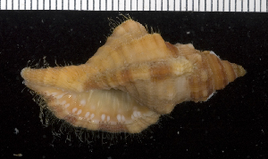  (Cymatium pileare - MBIO3778.1)  @11 [ ] Unspecified (default): All Rights Reserved  Unspecified Unspecified