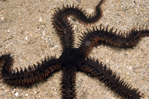  (Ophiocoma erinaceus - MBIO2149.1)  @11 [ ] Unspecified (default): All Rights Reserved  Unspecified Unspecified