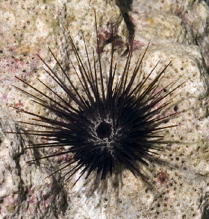  (Echinostrephus - MBIO3291.1)  @11 [ ] Unspecified (default): All Rights Reserved  Unspecified Unspecified