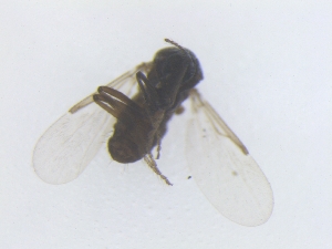  (Dasyhelea sp. 1PD - TSZD-PD-300085)  @11 [ ] by-nc-sa (2022) Unspecified Tromsoe University Museum