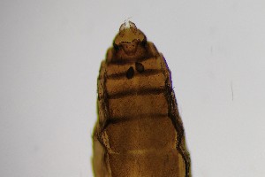  (Forcipomyia sphangophila - TSZD-PD-300134)  @11 [ ] by-nc-sa (2023) Unspecified Tromsoe University Museum