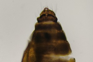  (Dasyhelea bilobata - TSZD-PD-300139)  @11 [ ] by-nc-sa (2023) Unspecified Tromsoe University Museum
