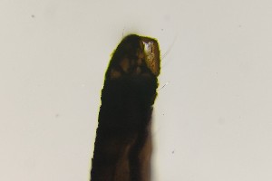  (Dasyhelea sp. 3PD - TSZD-PD-300165)  @11 [ ] by-nc-sa (2023) Unspecified Tromsoe University Museum