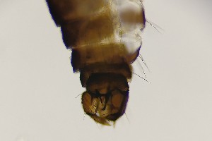 (Dasyhelea kyrenica - TSZD-PD-300169)  @11 [ ] by-nc-sa (2023) Unspecified Tromsoe University Museum