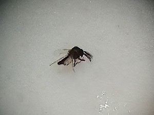  (Dasyhelea sp. 4PD - TSZD-PD-300198)  @11 [ ] by-nc-sa (2022) Unspecified Tromsoe University Museum