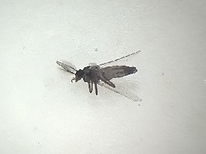  (Dasyhelea sp. 8PD - TSZD-PD-300221)  @11 [ ] by-nc-sa (2022) Unspecified Tromsoe University Museum