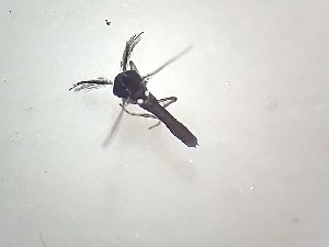  (Dasyhelea sp. 5PD - TSZD-PD-300236)  @11 [ ] by-nc-sa (2022) Unspecified Tromsoe University Museum