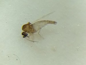  ( - TSZD-PD-300274)  @11 [ ] by-nc-sa (2022) Unspecified Tromsoe University Museum