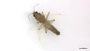  ( - TSZD-PD-300301)  @11 [ ] by-nc-sa (2023) Unspecified Tromsoe University Museum