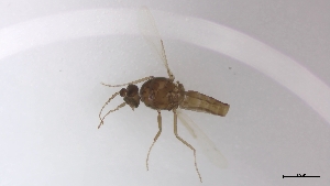  (Dasyhelea sp. 2PD - TSZD-PD-300309)  @11 [ ] by-nc-sa (2023) Unspecified Tromsoe University Museum