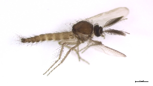  (Forcipomyia costata - TSZD-PD-300351)  @11 [ ] by-nc-sa (2023) Unspecified Tromsoe University Museum