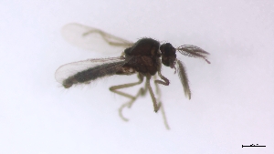  (Forcipomyia rugosa - TSZD-PD-300370)  @11 [ ] by-nc-sa (2023) Unspecified Tromsoe University Museum