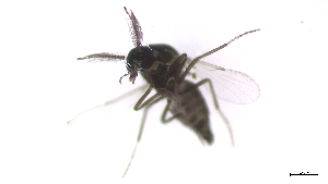  (Dasyhelea erici - TSZD-PD-300374)  @11 [ ] by-nc-sa (2023) Unspecified Tromsoe University Museum