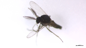  (Dasyhelea sp. 7PD - TSZD-PD-300375)  @11 [ ] by-nc-sa (2023) Unspecified Tromsoe University Museum