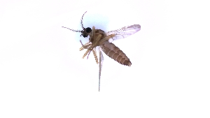  (Forcipomyia sp. 1PD - TSZD-PD-300402)  @11 [ ] by-nc-sa (2024) Unspecified Tromsoe University Museum
