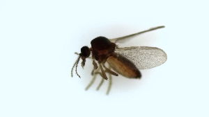  (Forcipomyia phlebotomoides - TSZD-PD-300493)  @11 [ ] by-nc-sa (2024) Unspecified Tromsoe University Museum