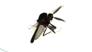  (Dasyhelea sp. 6PD - TSZD-PD-300528)  @11 [ ] by-nc-sa (2024) Unspecified Tromsoe University Museum