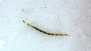  (Palpomyia luteifemorata - TSZD-PD-300549)  @11 [ ] by-nc-sa (2024) Unspecified Tromsoe University Museum