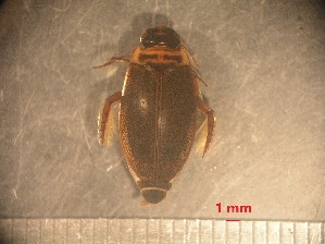  ( - RUN-MAC-14)  @11 [ ] Copyright (2025) Unspecified OCEA Consult