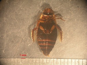  (Rhantus phocaenarum - RUN-MAC-14)  @11 [ ] Copyright (2025) Unspecified OCEA Consult