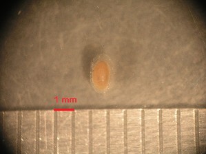  (Pettancylus - RUN-MAC-2)  @11 [ ] Copyright (2025) Unspecified OCEA Consult