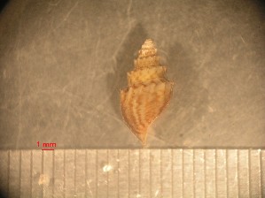  ( - RUN-MAC-24)  @11 [ ] Copyright (2025) Unspecified OCEA Consult