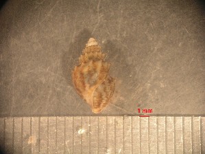  ( - RUN-MAC-24)  @11 [ ] Copyright (2025) Unspecified OCEA Consult