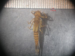  (Coenagriocnemis reuniensis - RUN-MAC-4)  @11 [ ] Copyright (2025) Unspecified OCEA Consult